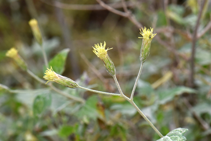 Coulter's Brickellbush has small light yellowish-green and sometimes purple or brown tinged florets. These floral heads consist solely of discoid florets. This species blooms from March to November or September to May if winter rains are sufficient. Brickellia coulteri